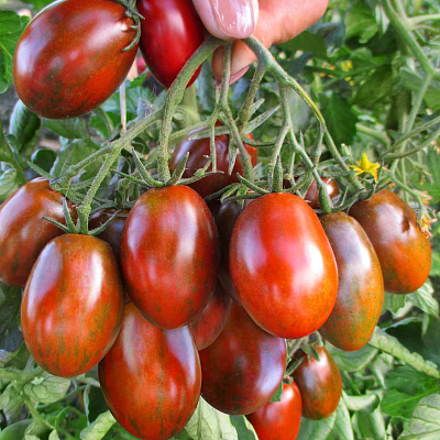 Помидор Криспина плюм