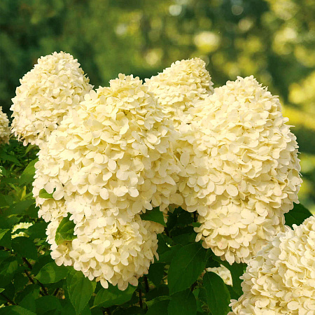 Фото Гортензия метельчатая Литл Коттон Крим