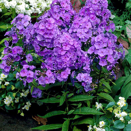 Фото Флокс метельчатый Аметист