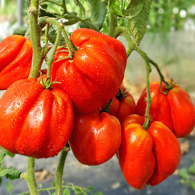 Помидор Кожемяка