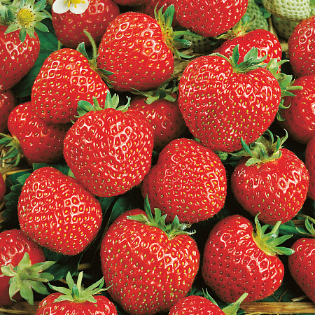 Фото Земляника садовая Зенга-Зенгана