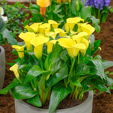 Фото Калла Санклаб