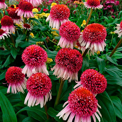 Эхинацея Строуберри энд крим