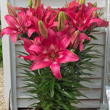 Фото Лилия азиатская горшечная Тренди Дакота