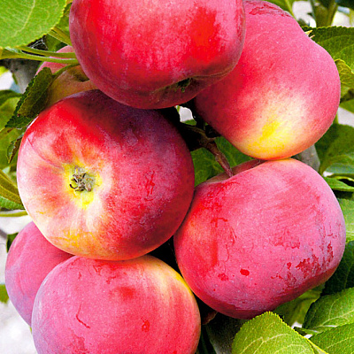 Яблоня Серебряное копытце