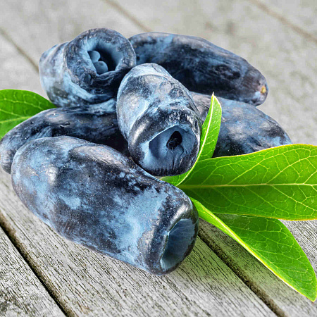 Фото Жимолость Кенди блю (Лавина)