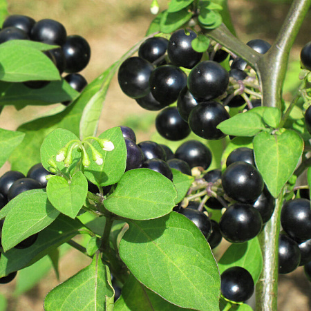 Фото Паслён Сараха