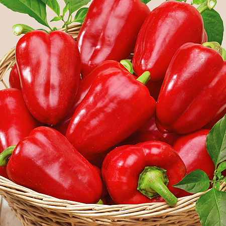 Фото Перец сладкий Иветта F1