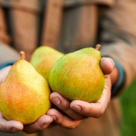 Фото Груша Москвичка