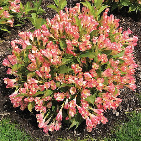 Фото Вейгела Олл Саммер Пич