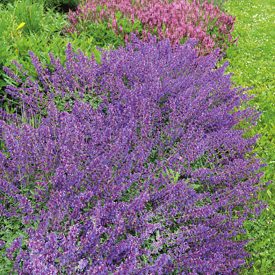 Котовник Фассена