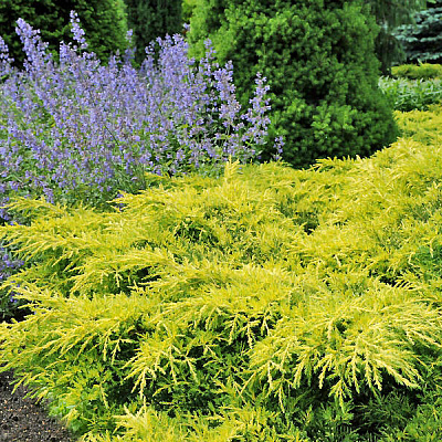 Можжевельник средний Голд Стар