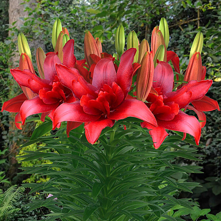 Фото Лилия азиатская махровая Болд Игл