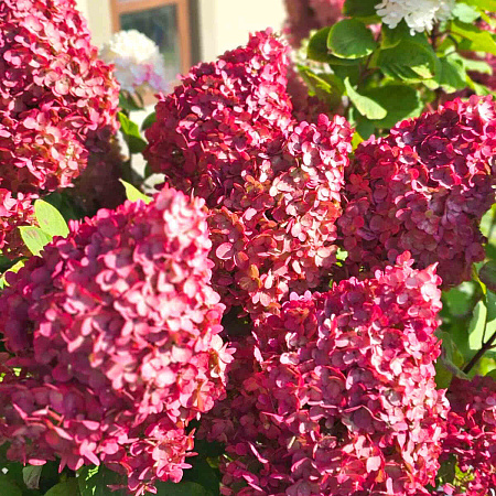 Фото Гортензия метельчатая Колорфул Коктейль