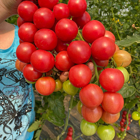 Фото Помидор Пинк Хани F1