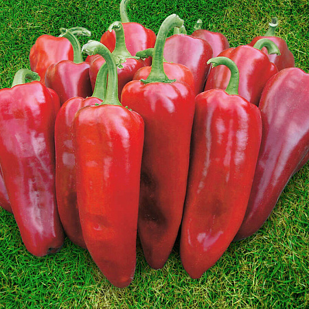 Фото Перец сладкий Самандер F1
