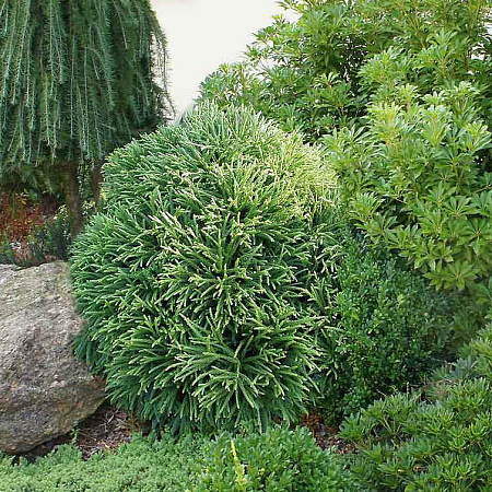 Фото Туя западная Литл Чемпион