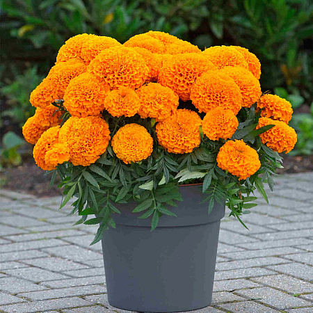 Фото Бархатцы африканские Марвел II Оранж