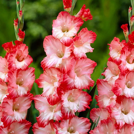 Фото Гладиолус Пинк леди