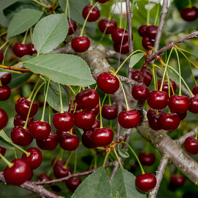 Вишня Встреча