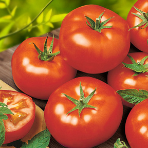 Помидор Тимофей F1