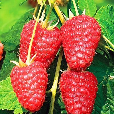 Малина ремонтантная Амира