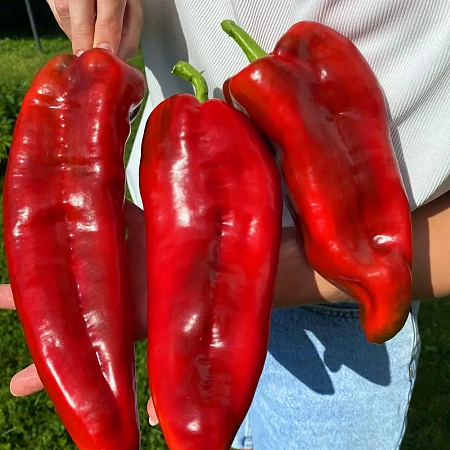 Фото Перец сладкий Саурон F1