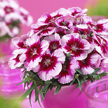 Фото Гвоздика китайская Коронет Вайт Перпл ай