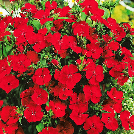 Фото Гвоздика китайская Венти Малиновый