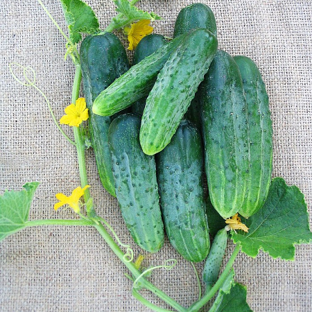 Фото Огурец Майя