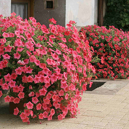 Фото Петуния-сурфиния Лососевая