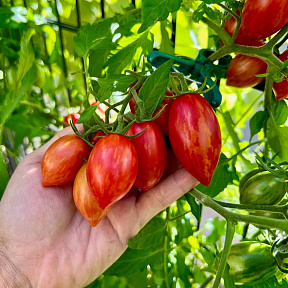 Помидор Оле-Лукойе