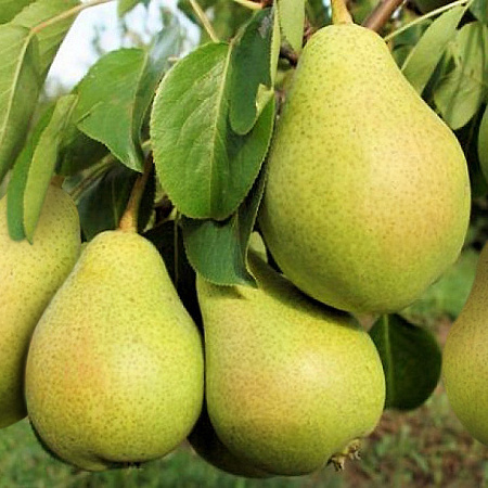 Фото Груша Северянка