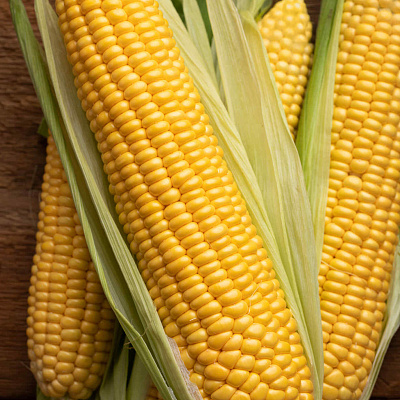 Кукуруза Медвяна