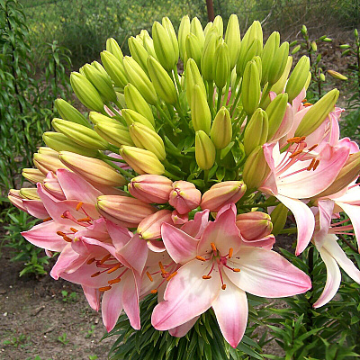 Лилия азиатская Марлен