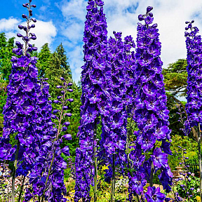 Дельфиниум Пацифик Блэк Найт