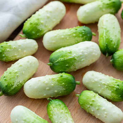 Огурец Квирк F1