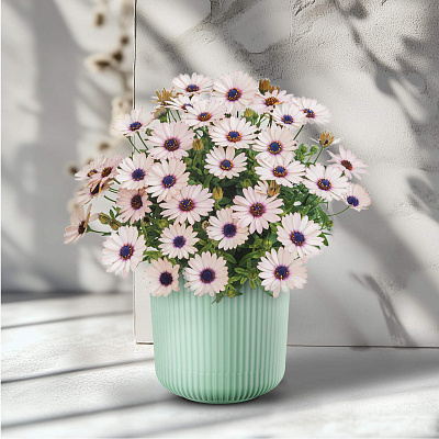 Остеоспермум Саммерсмайл Роузи вайт