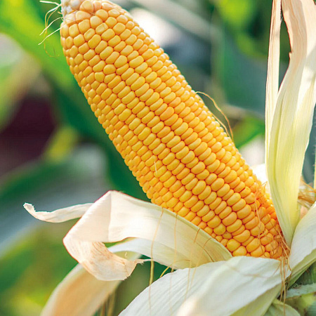 Фото Кукуруза Медвяна