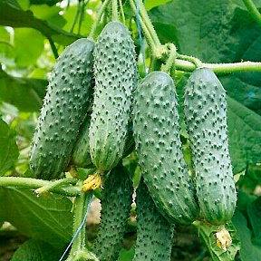 Огурец Криспина F1