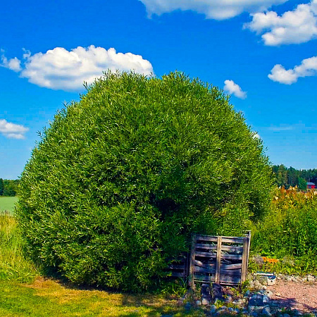 Фото Ива Шаровидная