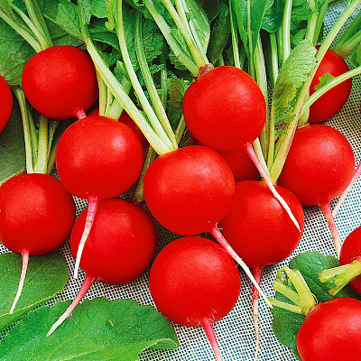 Редис Дуро Краснодарское