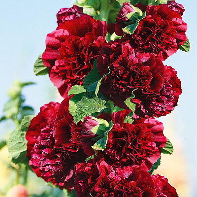 Шток-роза Чатерз Пиковая дама