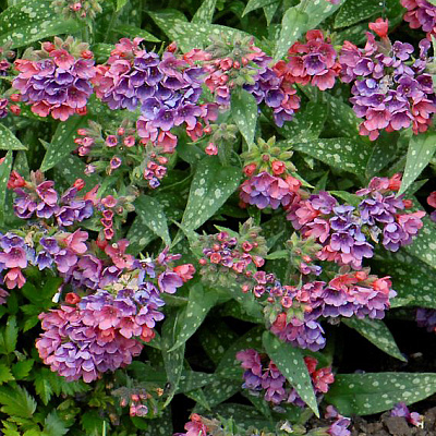 Медуница Расберри Сплэш