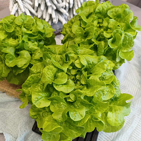 Фото Салат Изумрудный