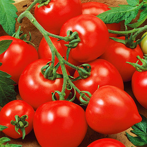 Помидор Моя любовь F1
