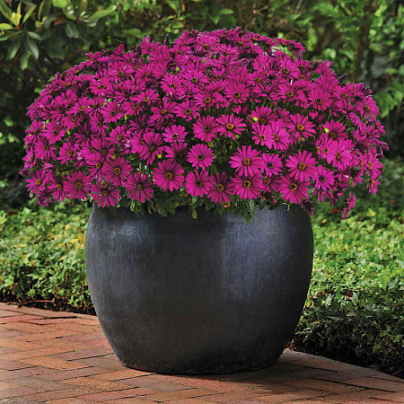 Фото Остеоспермум Акила фиолетовый