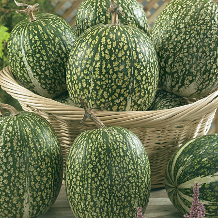 Фото Фицифолия