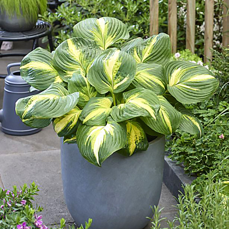 Фото Хоста Хитвейф хармони