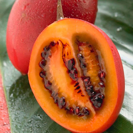 Фото Цифомандра Антарес (томатное дерево)